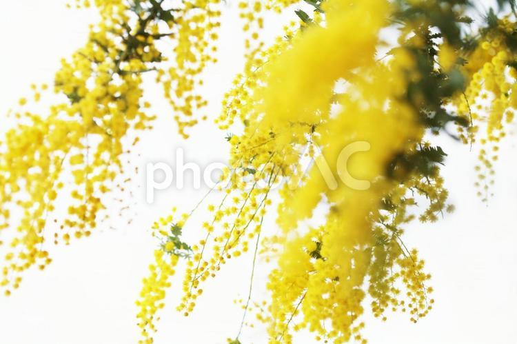 可愛いミモザ_イメージ 花,ミモザ,背景の写真素材