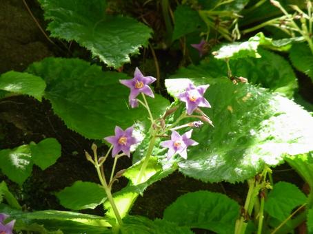 木漏れ日の下に開花したイワタバコの花 木漏れ日の下に開花したイワタバコの花の写真