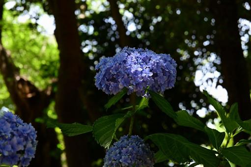 Hydrangeas blooming on a sunny day during the rainy season, JPG
