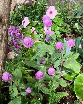 花★千日紅（センニチコウ） 花,千日紅,センニチコウの写真素材