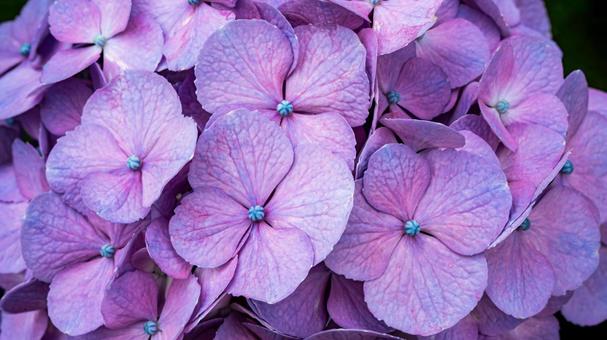 Purple hydrangea flower macro photography, JPG