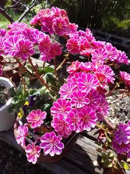 ピンクの花 ピンクの花の写真