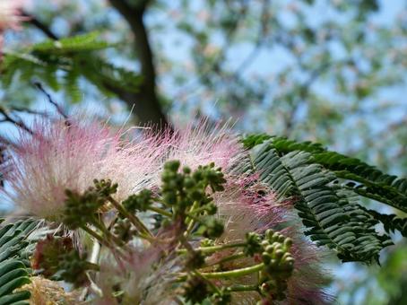 Silk tree, JPG Silk tree, JPG