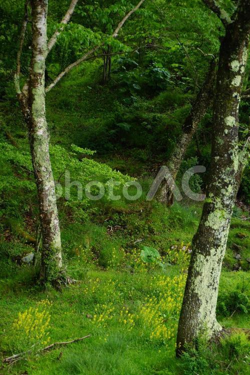 白樺の木と緑色の背景 緑色,背景,テクスチャの写真素材