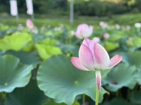 蓮の花 蓮の花の写真