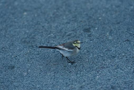 周りを見ながら歩くハクセキレイの若鳥 ハクセキレイ,セキレイ科,若鳥の写真素材