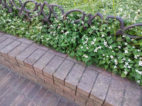 草花 草花の写真