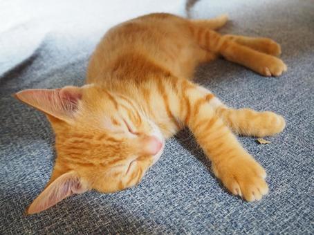 落ち着いて寝ている子猫 落ち着いて寝ている子猫の写真