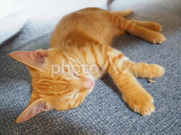 落ち着いて寝ている子猫 子猫,猫,茶トラの写真素材
