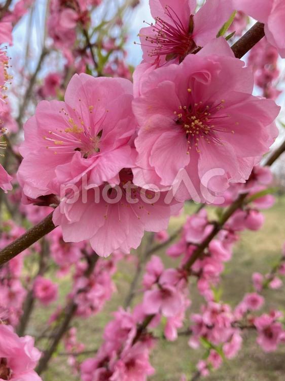 春に咲きほこる満開の桃の花 花桃,ハナモモ,桃の写真素材