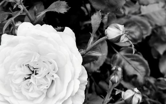 バラ 薔薇 バラ 薔薇の写真