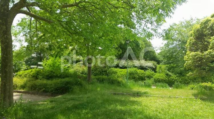 緑の風景 緑,春,晴れの写真素材