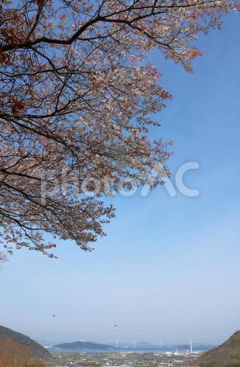 ４月上旬の五色台の桜の花と瀬戸大橋 背景,桜,花の写真素材