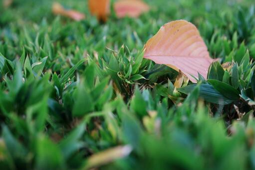 Photo, fallen leaves, autumn leaves, autumn, 
