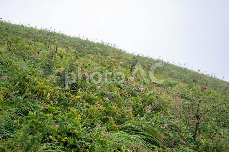 伯耆大山頂上付近の植物 伯耆大山,大山,夏山登山道の写真素材