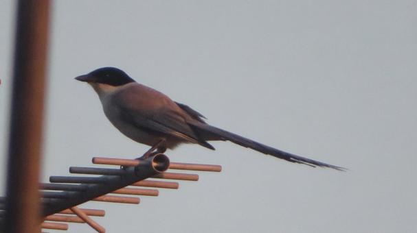 夕陽のオナガ 夕陽のオナガ オナガ,尾長,野鳥の写真素材