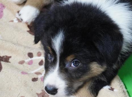 見つめるボーダーコリーの赤ちゃん ボーダーコリー,赤ちゃん,子犬の写真素材