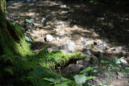 苔に包まれた切り株 苔に包まれた切り株の写真