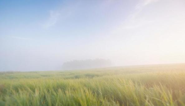 霧のかかる美しい草原と木の写真