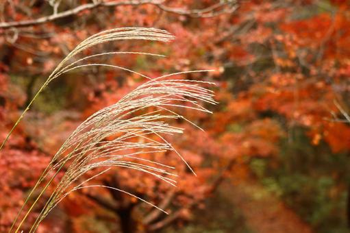 Burning autumn, JPG Burning autumn, autumn leaves, yellow leaves, red, JPG