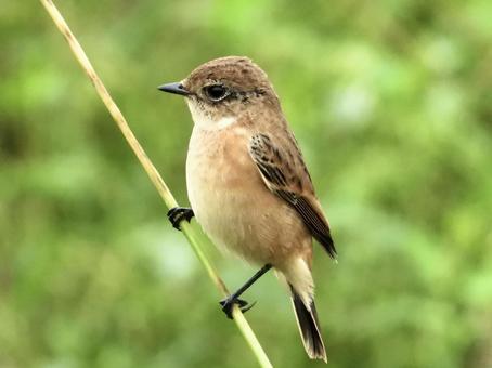 茎につかまるノビタキ 茎につかまるノビタキの写真