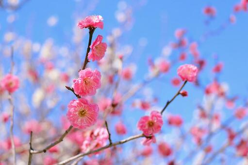 梅の花　春の景色 梅,春,花の写真素材