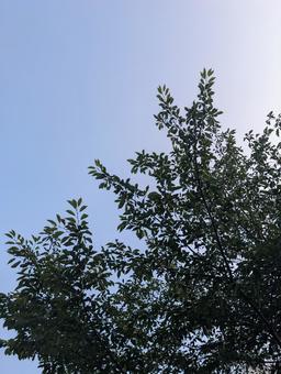 夏の朝 夏の朝の写真