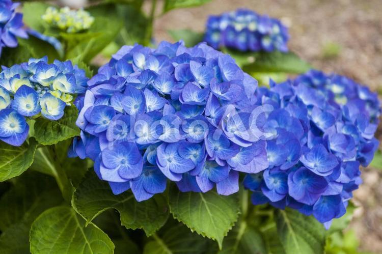 初立池のアジサイ12 アジサイ,花,フラワーの写真素材
