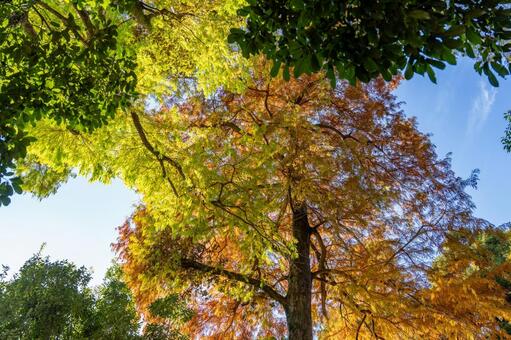 紅葉した木々 紅葉,秋,もみじの写真素材