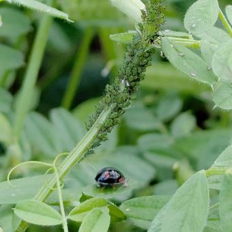 Aphids and their natural enemy, the adult ladybug, JPG Aphids and their natural enemy, the adult ladybug, JPG