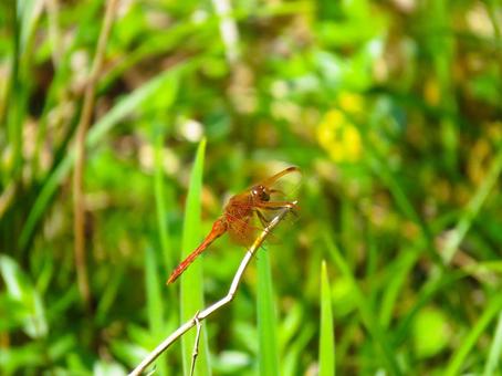 枝に留まるキトンボ 枝に留まるキトンボ キトンボ,昆虫,生物の写真素材