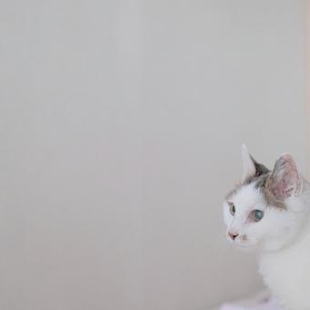 猫 猫の写真
