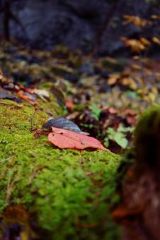 紅葉 紅葉の写真