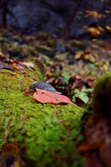 紅葉 紅葉,秋,秋のイメージの写真素材