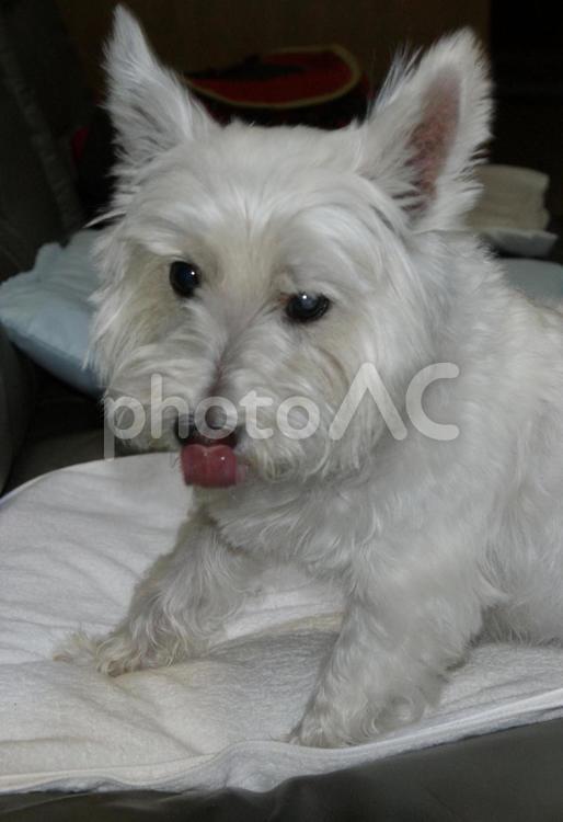 ホワイトテリア　チビタ08年　おやつ頂戴 ホワイトテリア,愛犬,ペットの写真素材