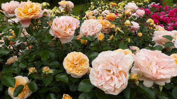 多数のバラの写真