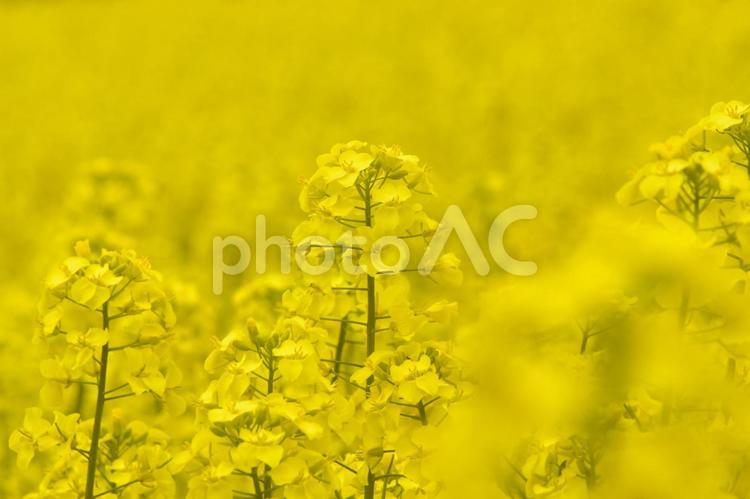 満開の菜の花 菜の花,明るい,旅行の写真素材