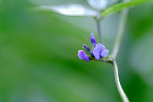ツルマメ ツルマメ,マメ科,ダイズ属の写真素材