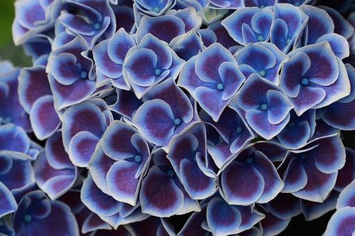 アジサイ アジサイ,花,装飾花の写真素材