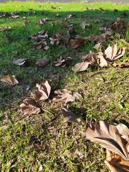 落ち葉 落ち葉 秋,枯れ葉,広場の写真素材