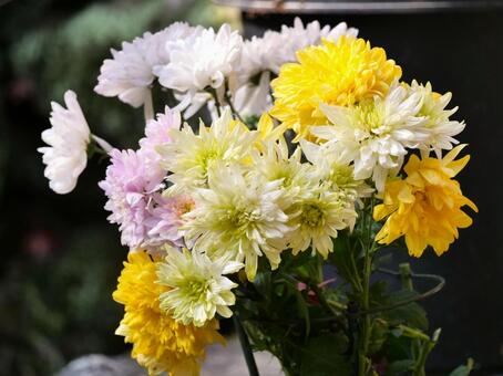 菊の花6 菊,観賞,晩秋の写真素材