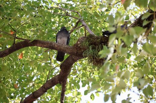 木の上の鳩 自然,木漏れ日,風景の写真素材