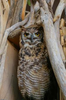 Photo, spotted eagle owl, eagle miszuku, owl, 