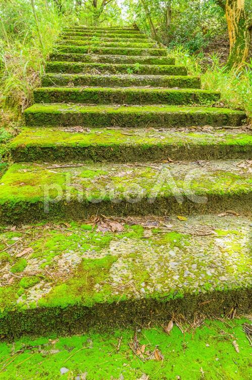 緑苔の階段 アウトドア,階段,グリーンの写真素材