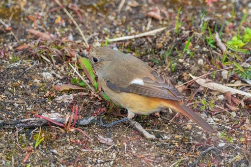 地面で餌を探すジョウビタキのメス 地面で餌を探すジョウビタキのメス ジョウビタキ,メス,鳥の写真素材