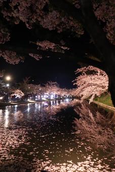 夜桜 桜祭り,湖,桜の写真素材