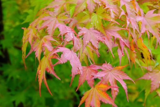 紅葉するモミジの葉4 紅葉するモミジの葉4 紅葉,秋,もみじの写真素材