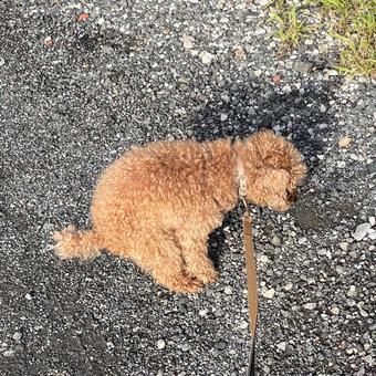 トイプードルトイレ トイプードル,犬,子犬の写真素材