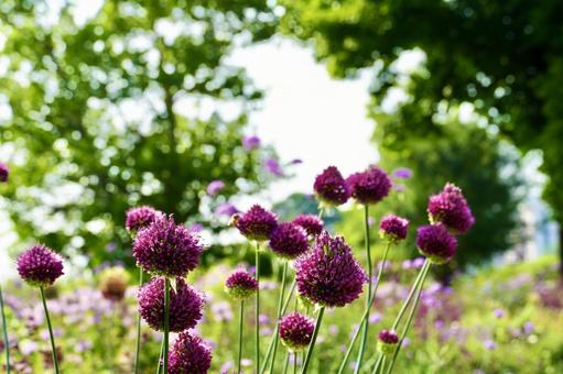 Allium tancho, JPG Allium tancho, JPG