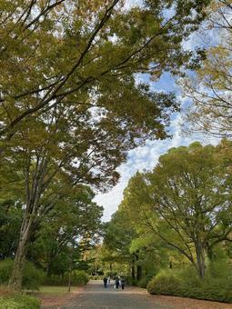 秋の公園散歩 空,木,木々の写真素材